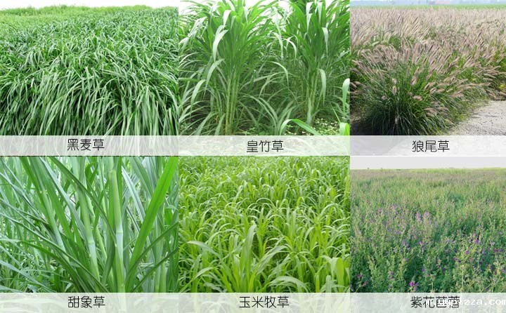 1468480780850695.jpg 颗粒草原料.jpg