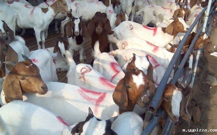 羊养殖.jpg 羊养殖.jpg