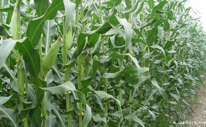 玉米秸秆 玉米秸秆