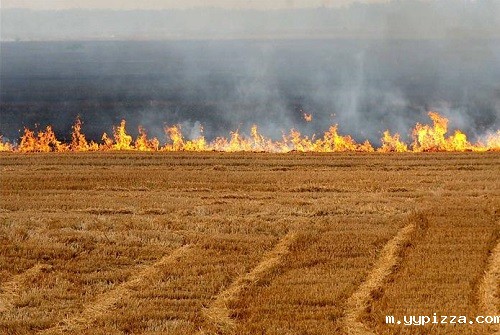 秸秆焚烧的后果 秸秆焚烧的后果