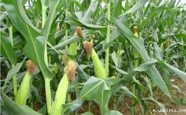 2020年全国普及乙醇汽油 生物燃料要唱主角 生物质颗粒机设备为之骄傲 2020年全国普及乙醇汽油 生物燃料要唱主角 生物质颗粒机设备为之骄傲