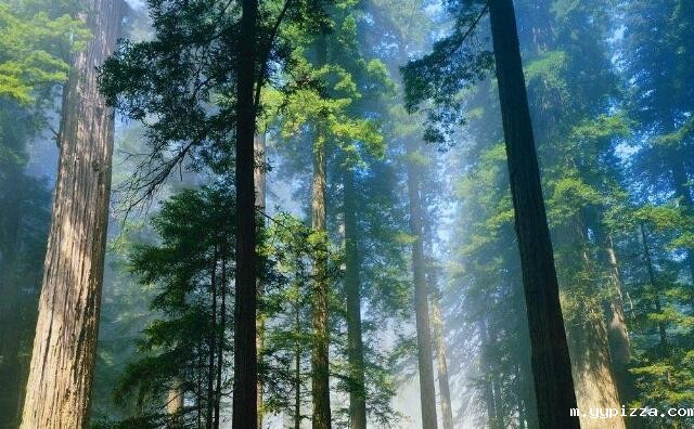 木屑颗粒机原料