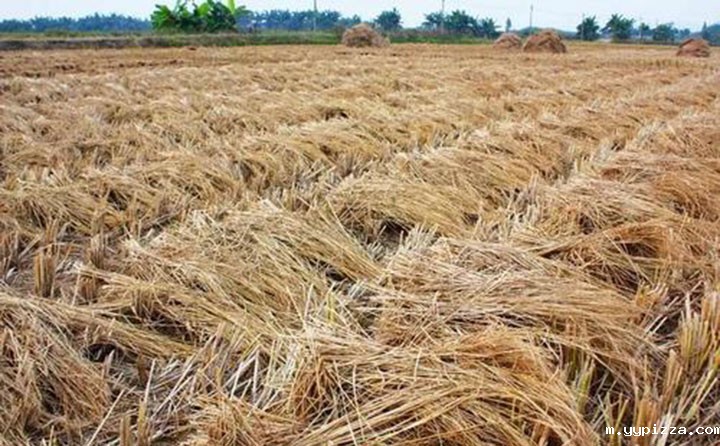 锯末颗粒机原料 锯末颗粒机原料