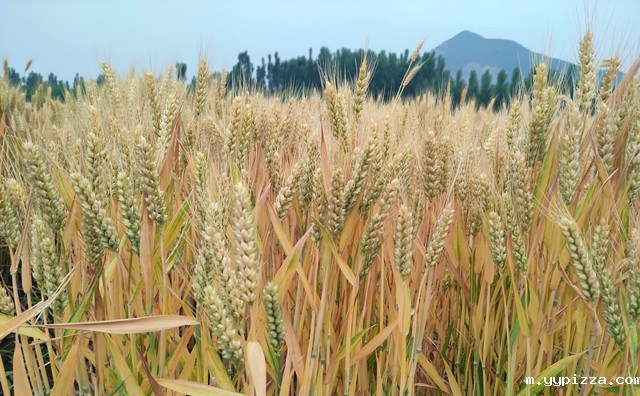 颗粒机原料 颗粒机原料