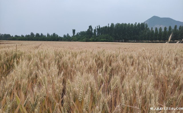 农作物秸秆 农作物秸秆