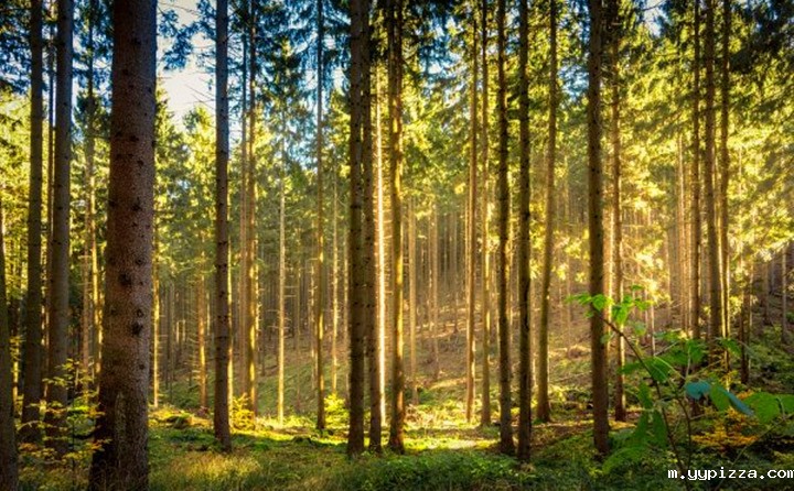 如果环境气候破坏事件持续的增加,那么这些外部因素将导致对颗粒燃料的更高需求 如果环境气候破坏事件持续的增加,那么这些外部因素将导致对颗粒燃料的更高需求