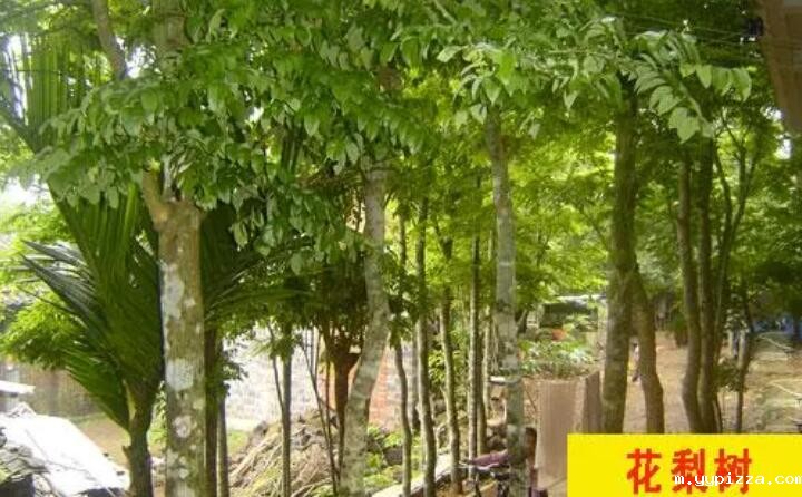 红花梨树 红花梨树