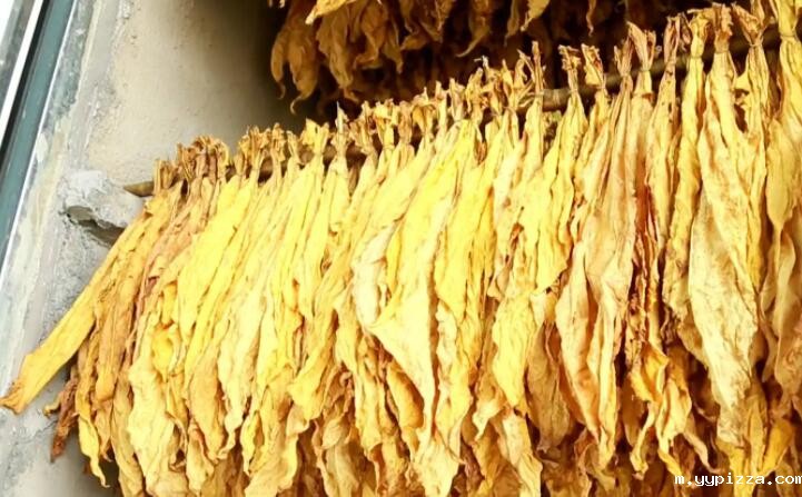 木屑颗粒燃料烘烤烟叶可以吗? 木屑颗粒燃料烘烤烟叶可以吗?