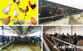 小型饲料颗粒机生产视频（二）