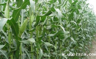 玉米秸秆颗粒用途您知多少？