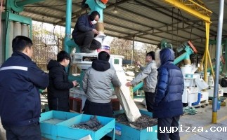 竹屑纤维试机 木屑颗粒机 560颗粒机 原料含水率