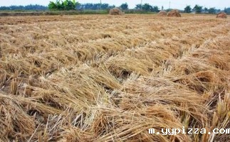 锯末颗粒机对原料的要求