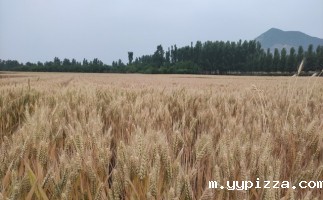 木屑颗粒机生物质能助力县域发展