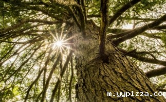 国家林草局张炜：大力发展林业生物质能源和木竹替代 实现生物减排固碳