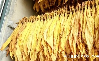 湖北宜昌：“智慧绿色烘烤”擦亮烟叶高质量发展生态底色