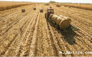 木屑颗粒机：推动乡村发展的新引擎