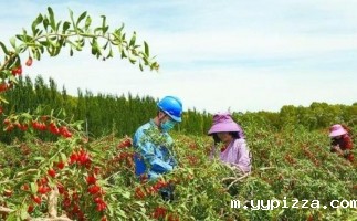 青海都兰枸杞废枝变生物质能源